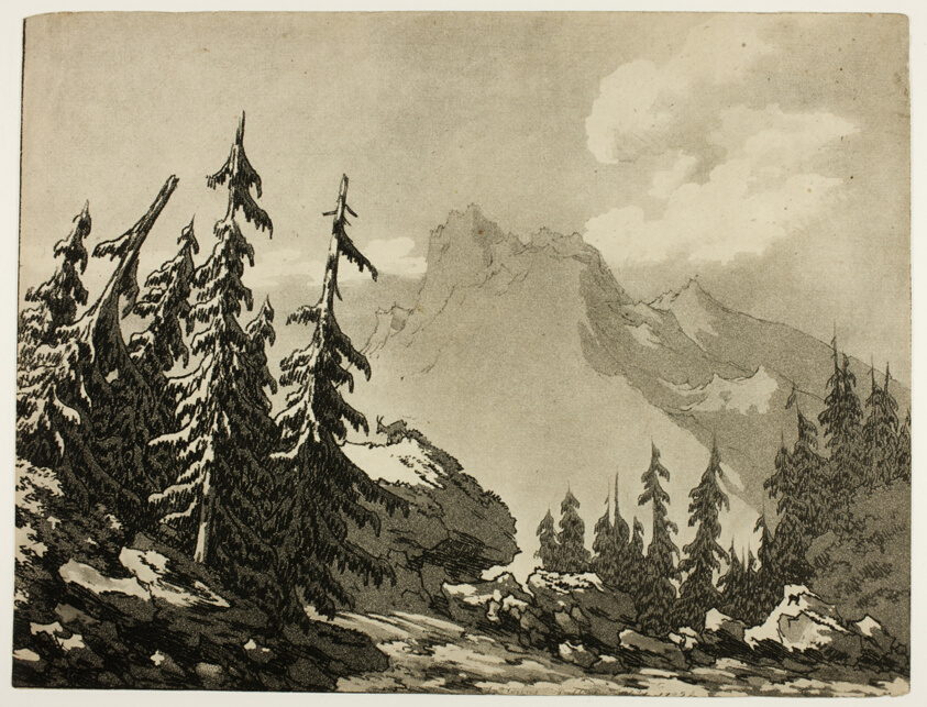 Pine Trees in the Mountains