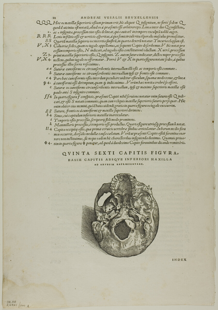 Leaf from De humani corporis fabrica (skull), plate 100 from Woodcuts from Books of the XVI Century