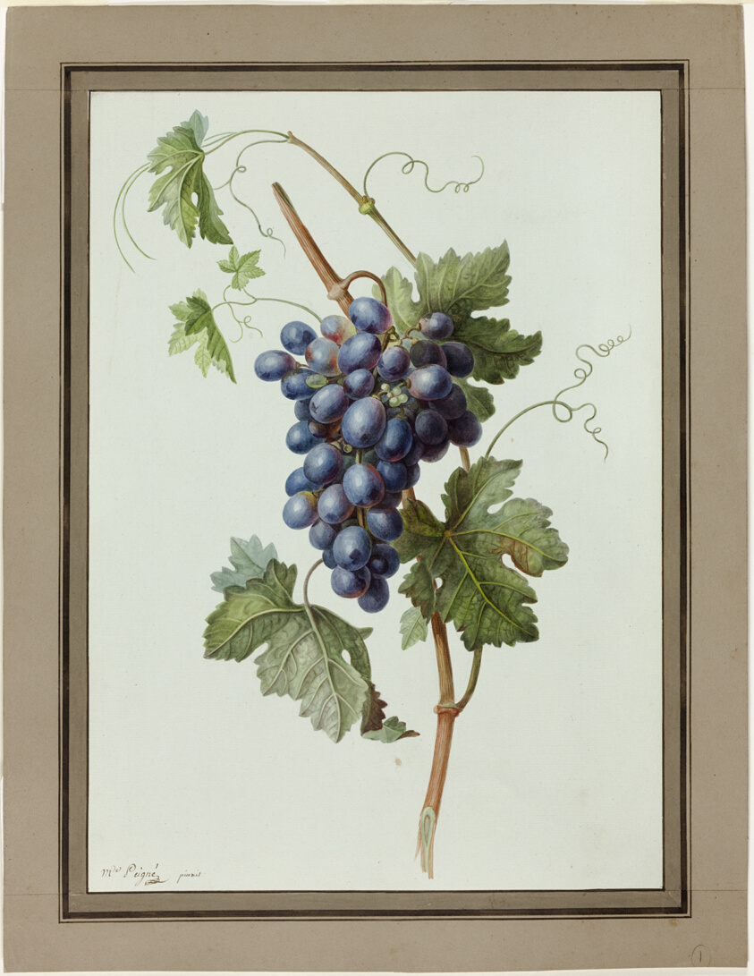 grapes
