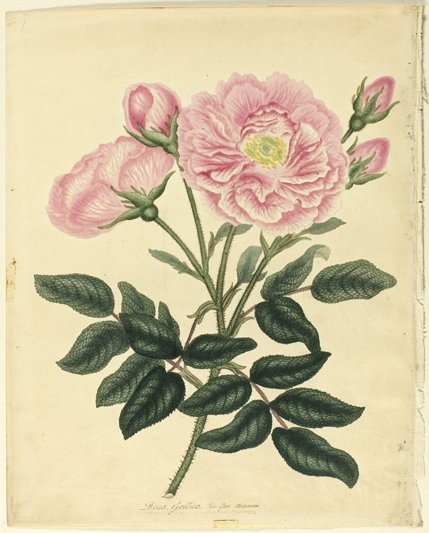 French Rose