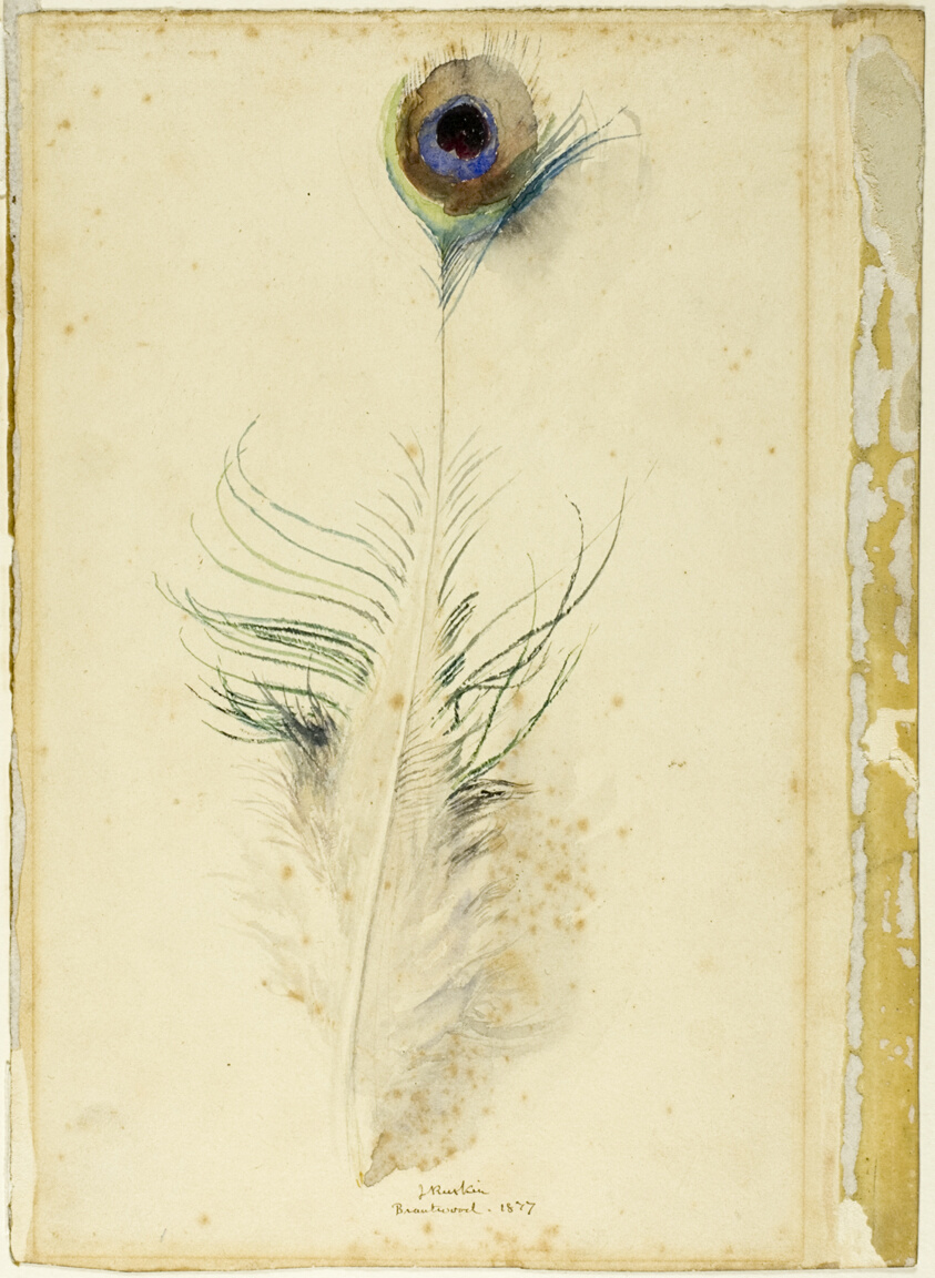 Peacock Feather