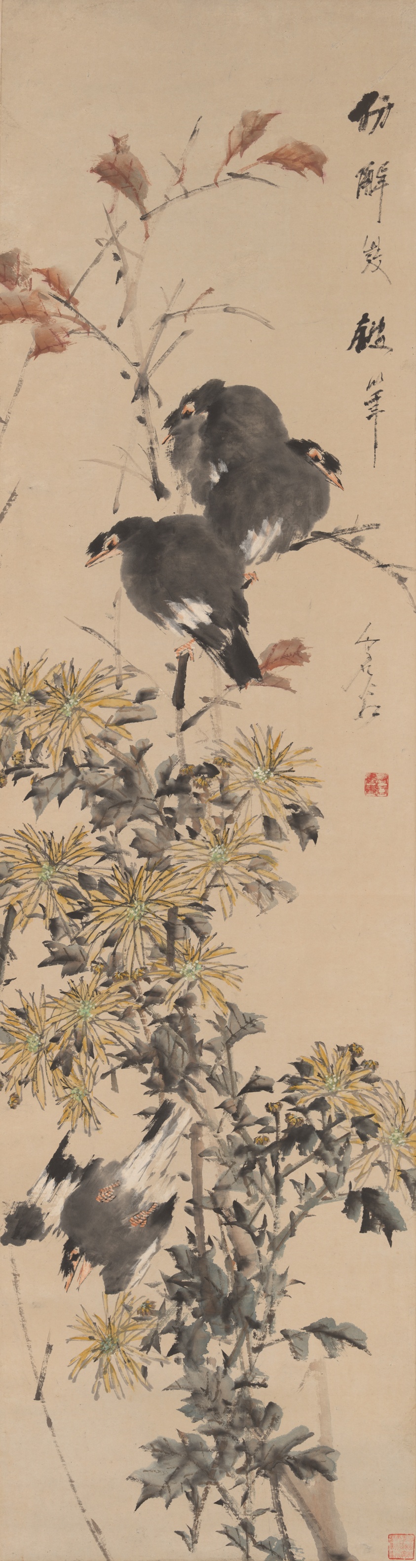 Crested Myna Birds and Chrysanthemums