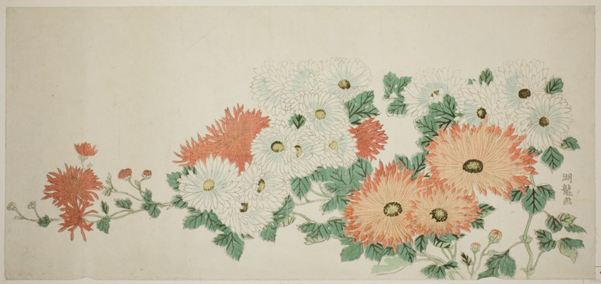chrysanthemum