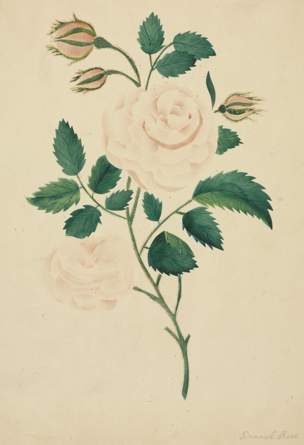 rose