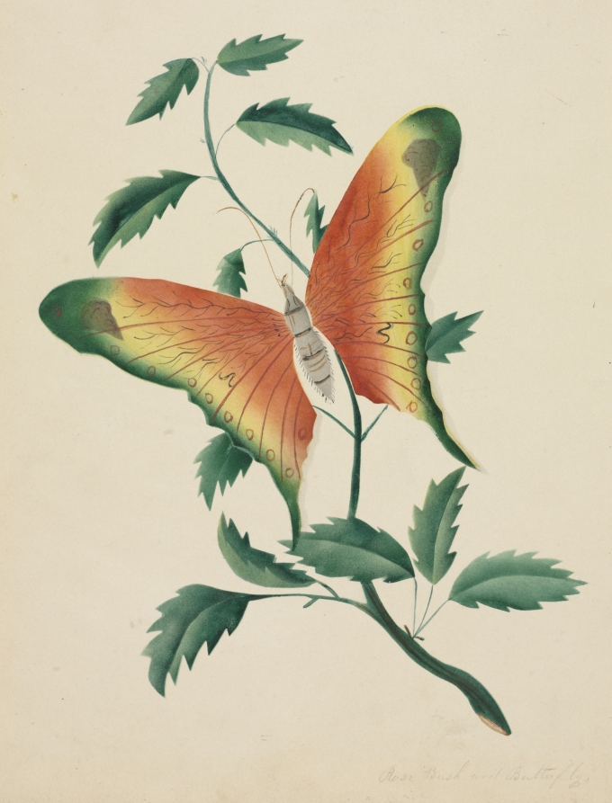 Rose Bush and Butterfly