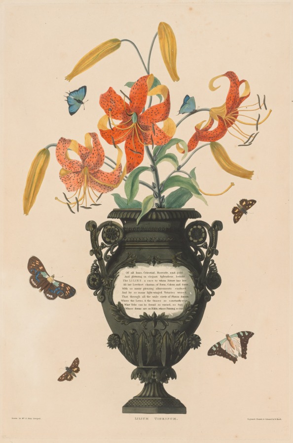 A Selection of Hexandrian Plants, belonging to the natural order of Amaryllidae and Liliacae:  Tiger Lily