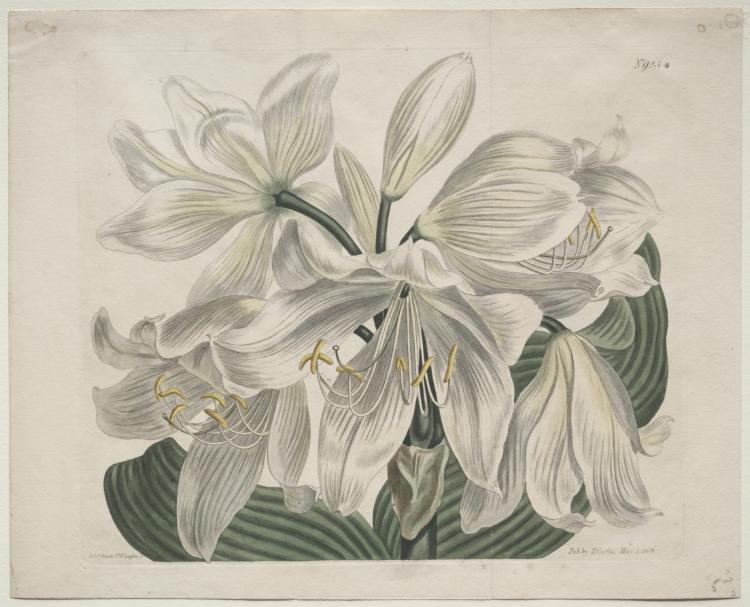 lily
