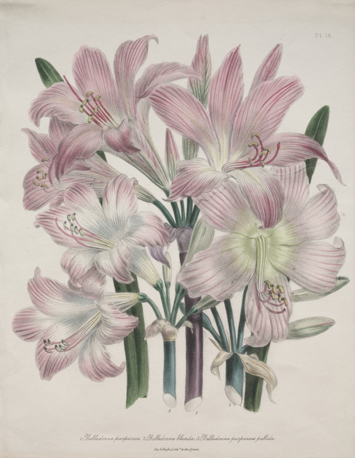 Belladonna Lily:  Amaryllis belladonna