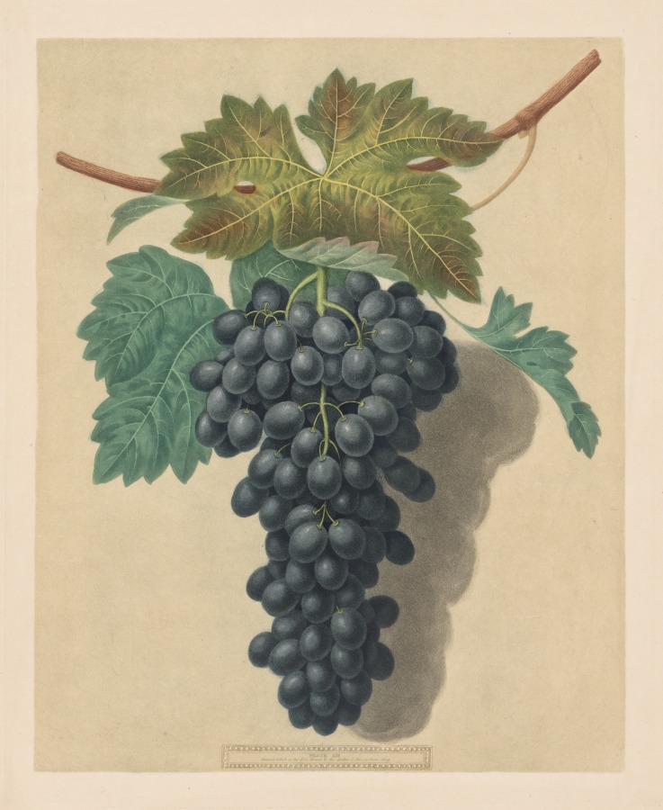 Pomona Britannica:  No. 52 - Black Prince Grape