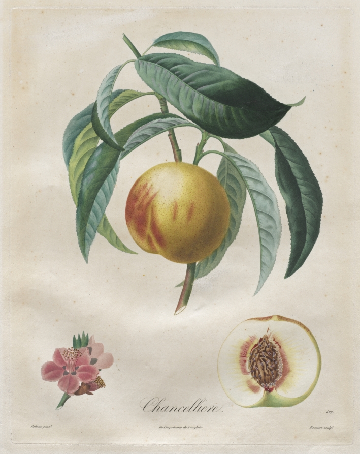 Traité des arbres fruitiers:  Chancellière