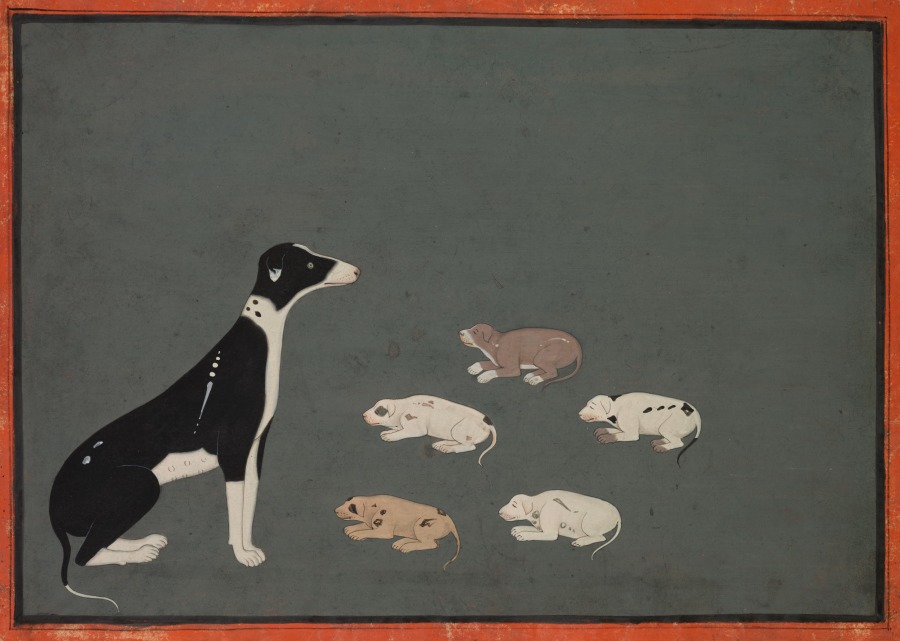 Dog with pups