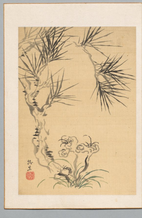 Pine Tree and Fungus
