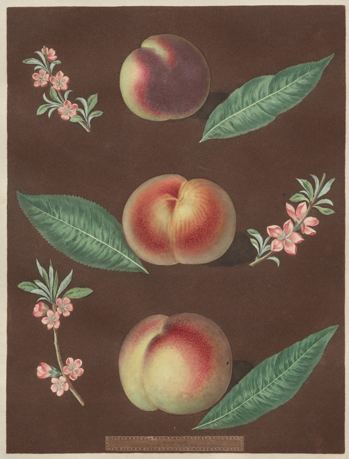 peach