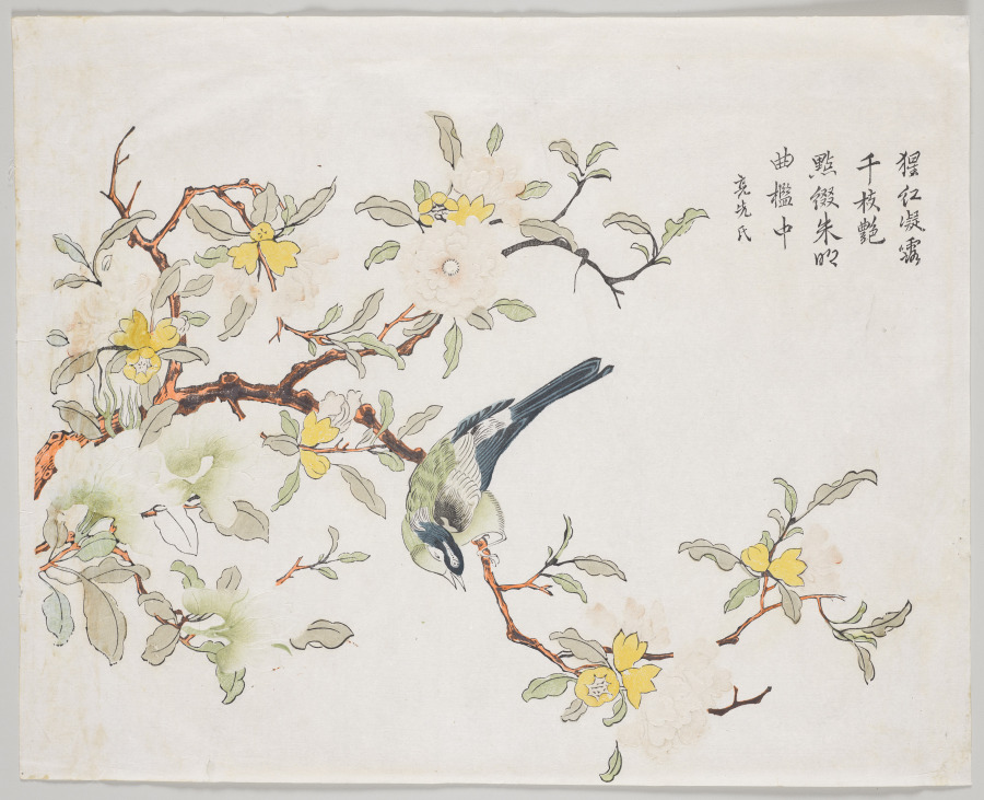 Bird on Pomegranate