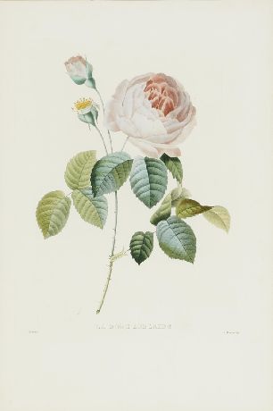 La rose Adelaide