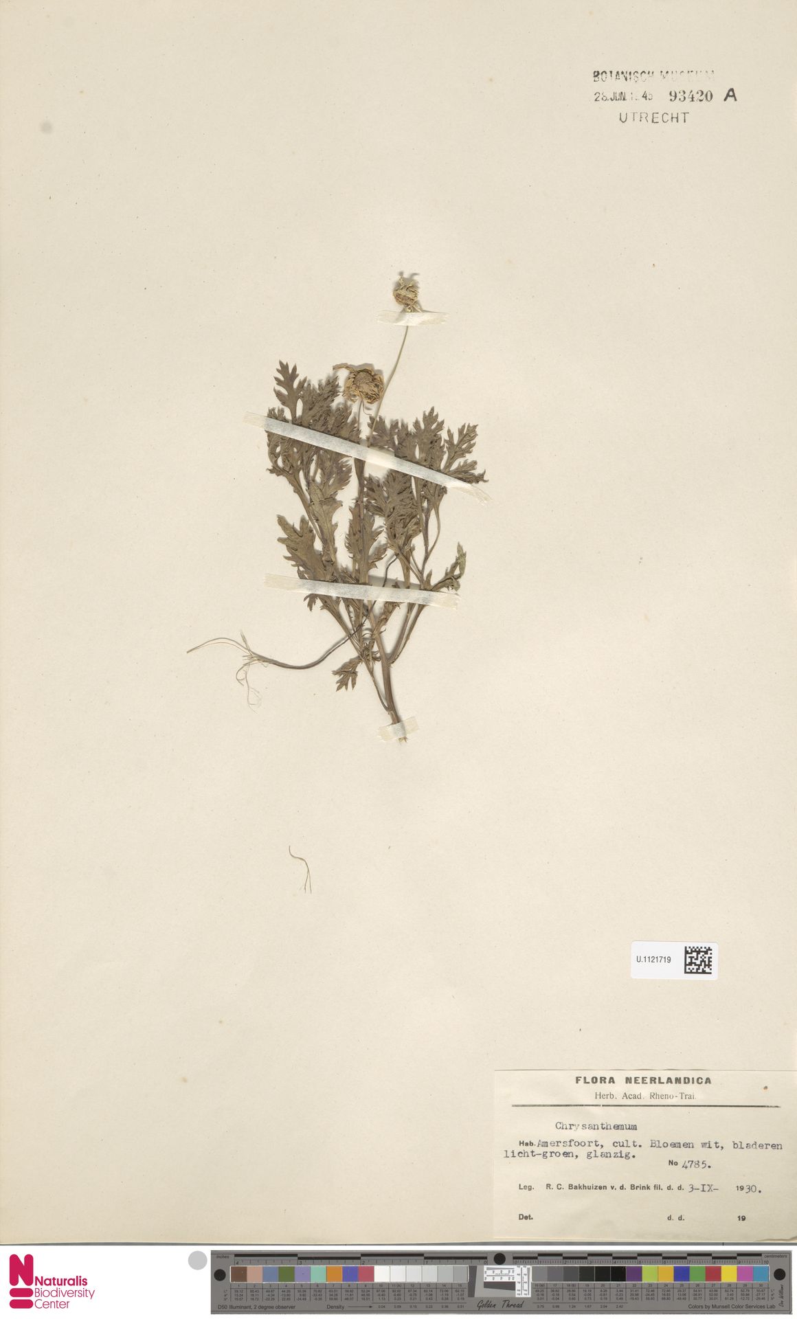 Chrysanthemum