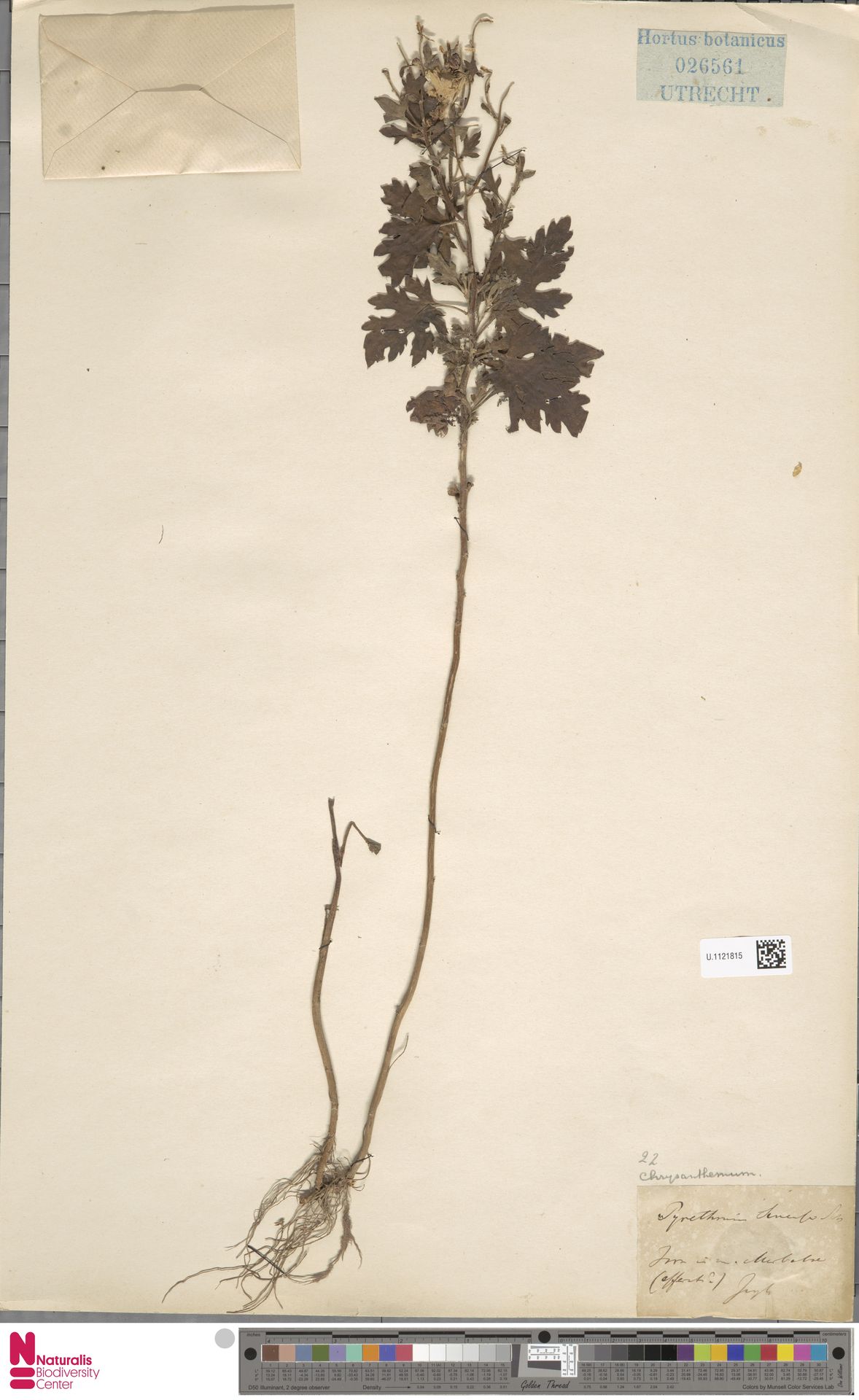 Chrysanthemum
