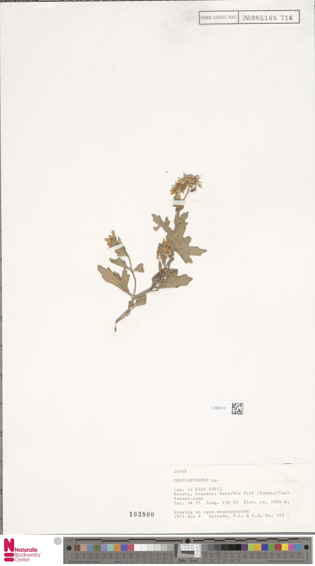 Chrysanthemum