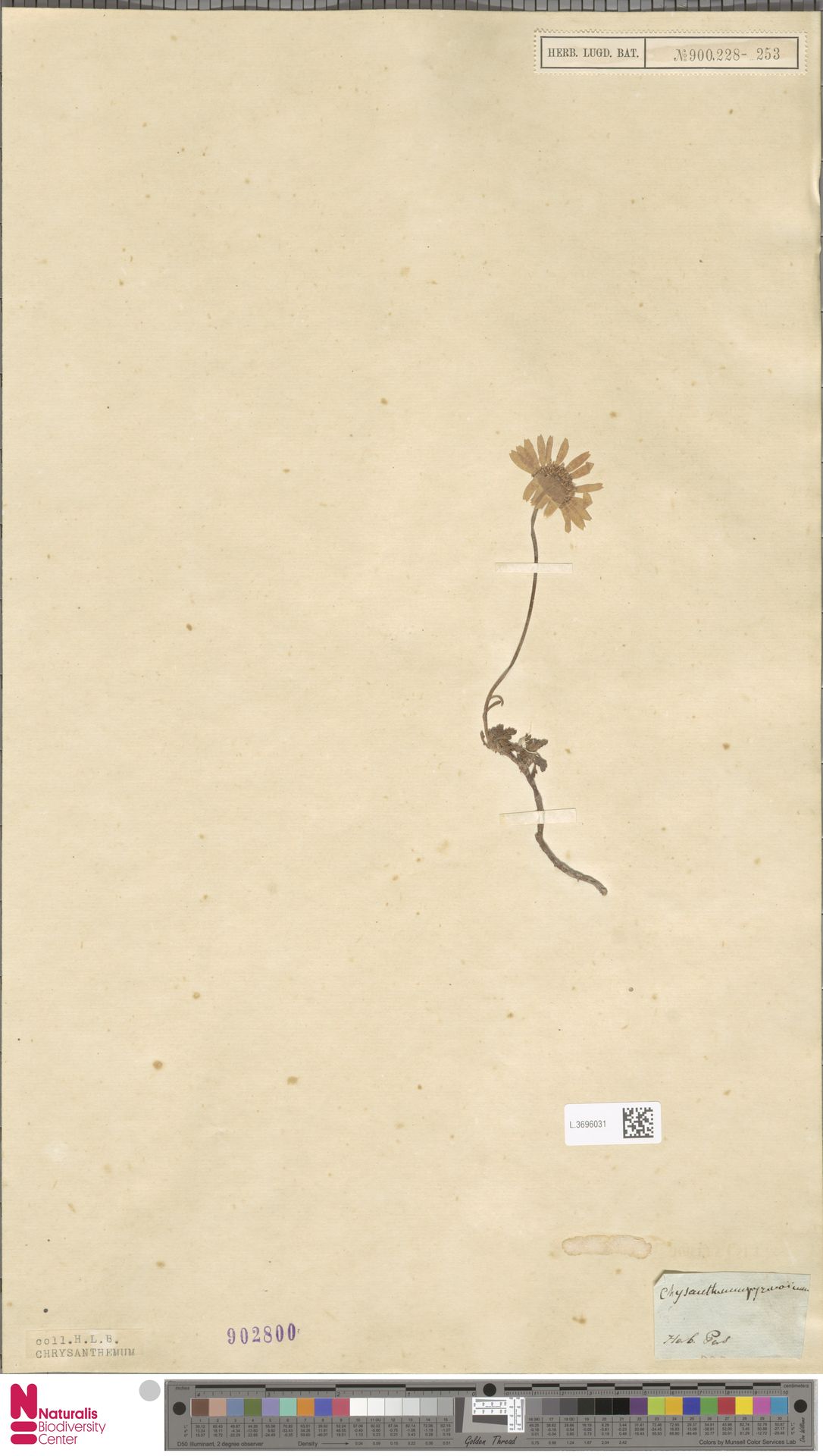 Chrysanthemum