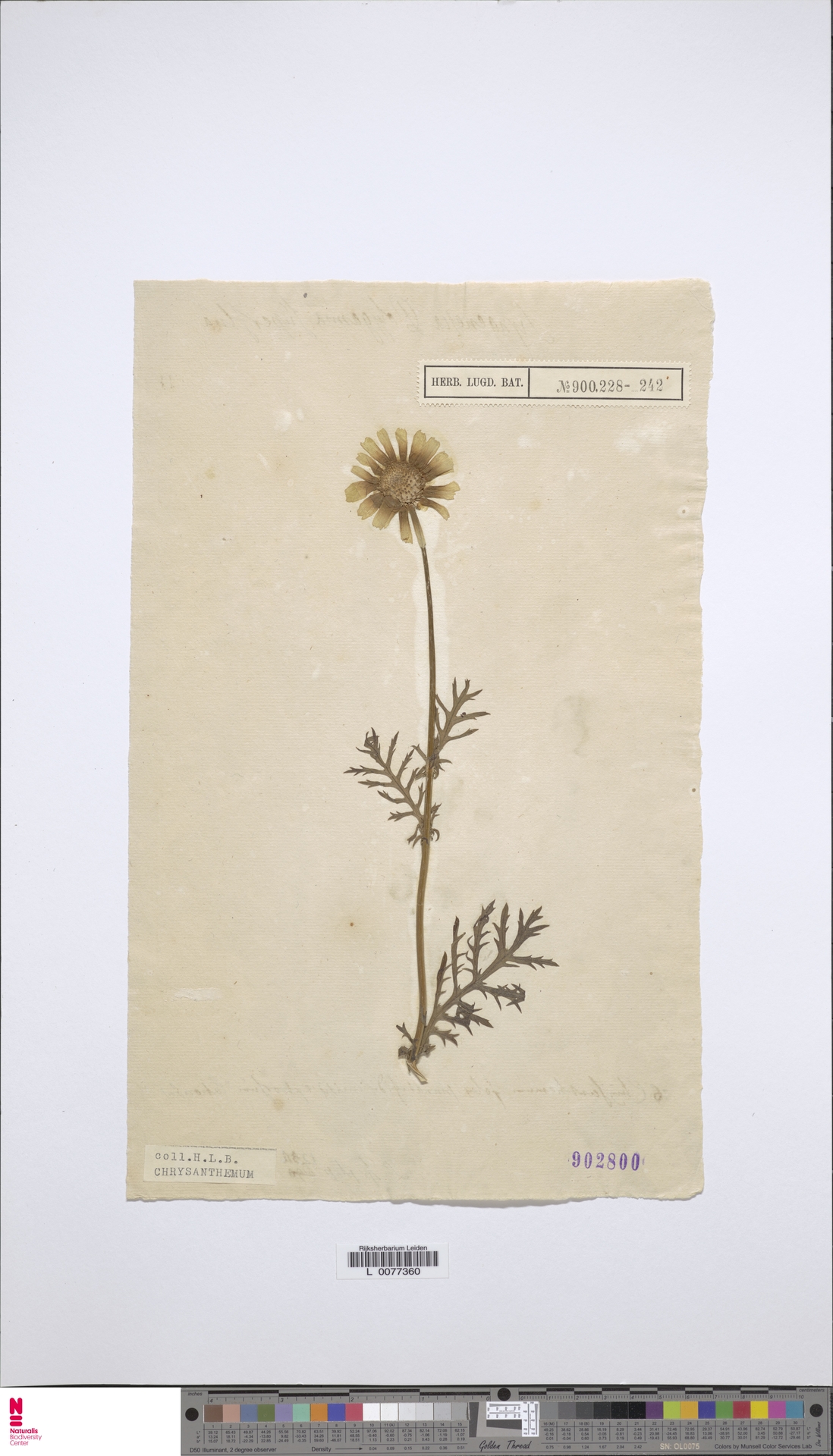 Chrysanthemum