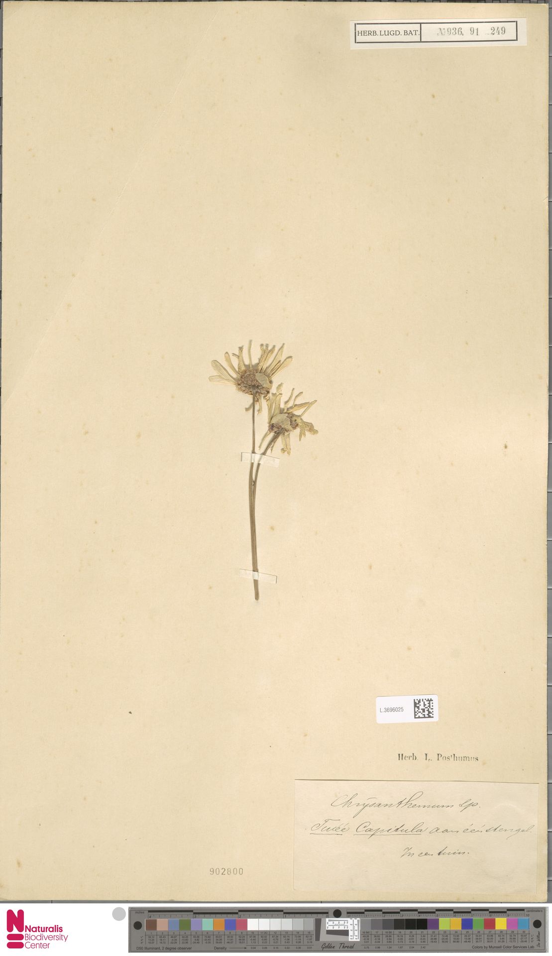 Chrysanthemum