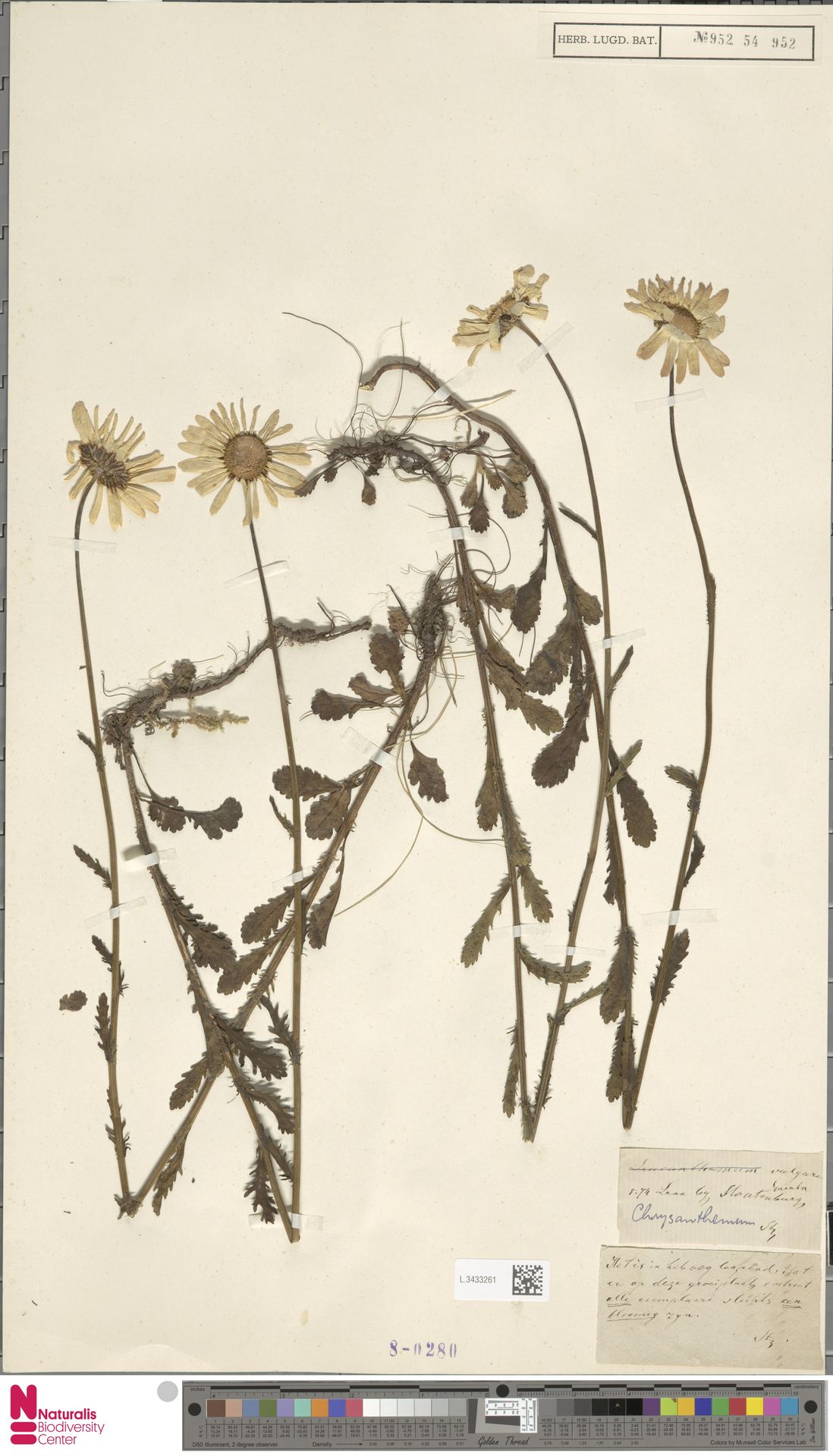 Chrysanthemum