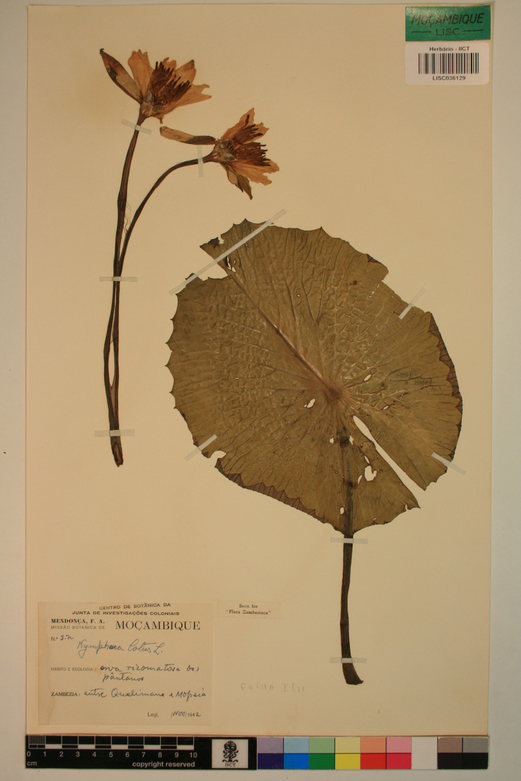 Nymphaea lotus
