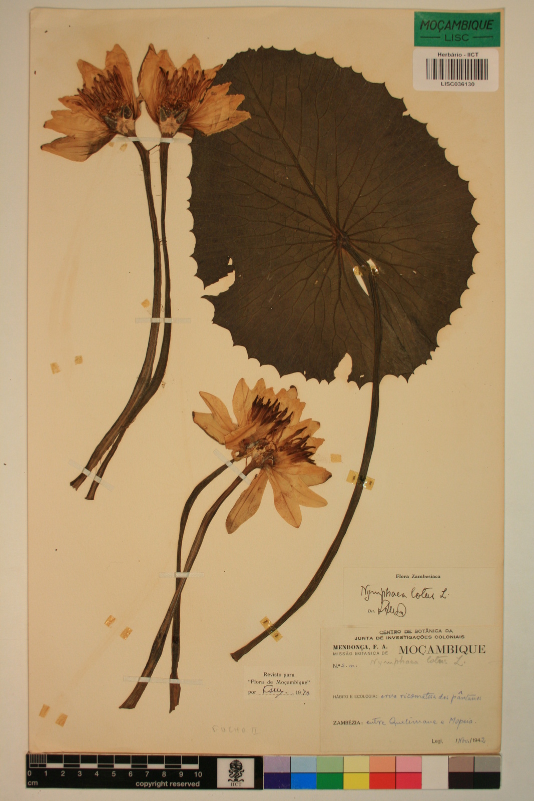 Nymphaea lotus