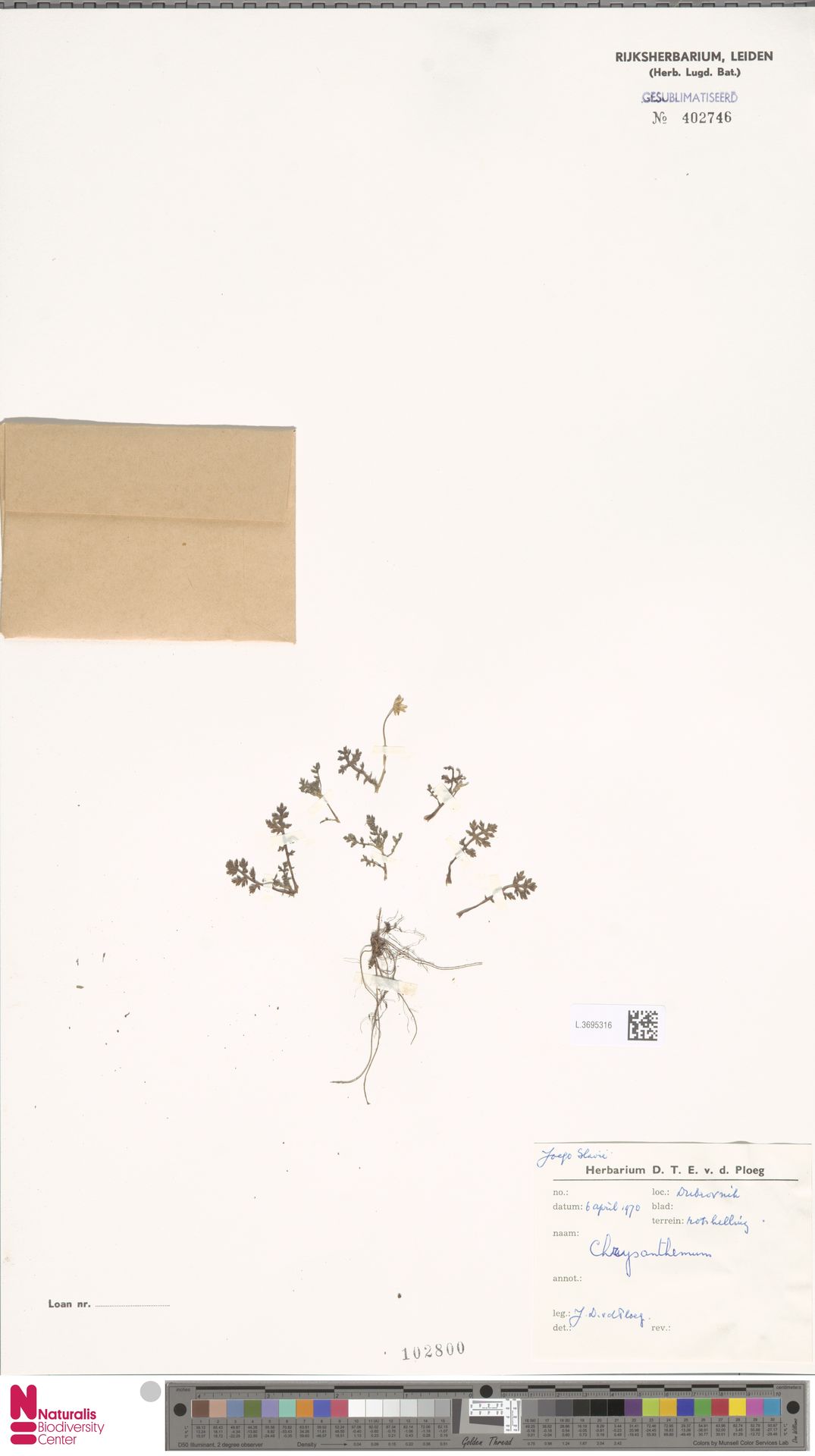 Chrysanthemum