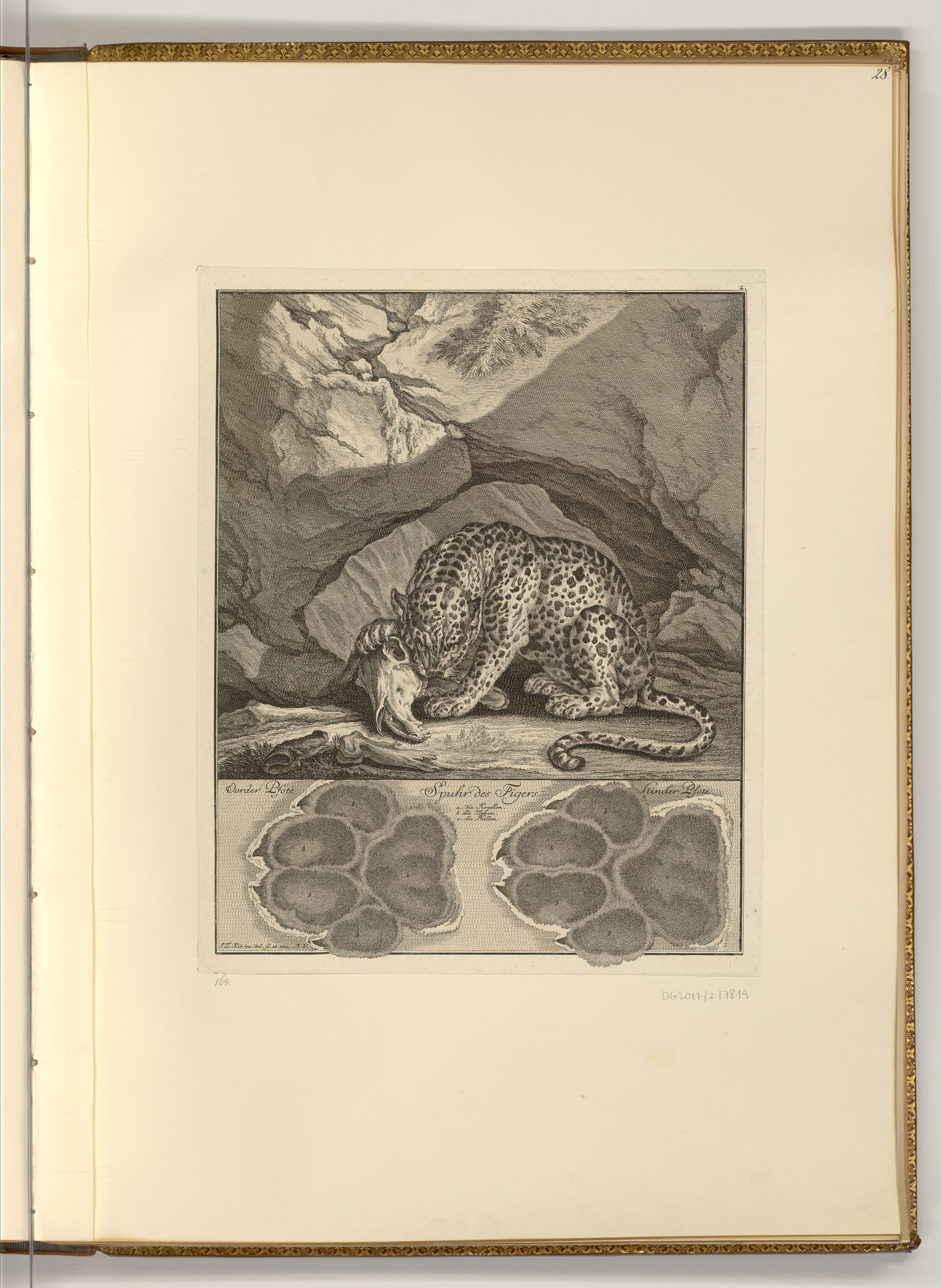 Der Tiger