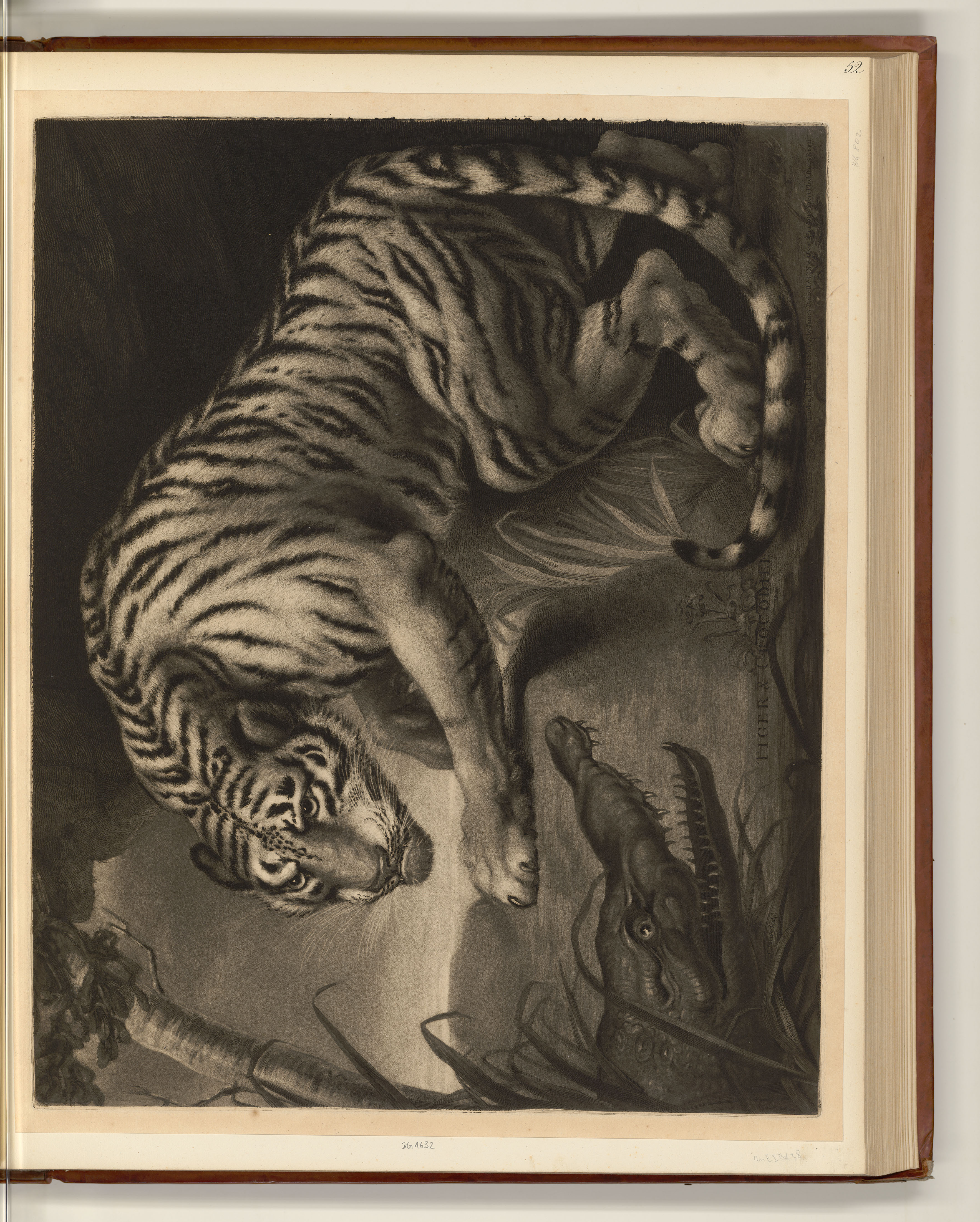 Tiger & crocodile
