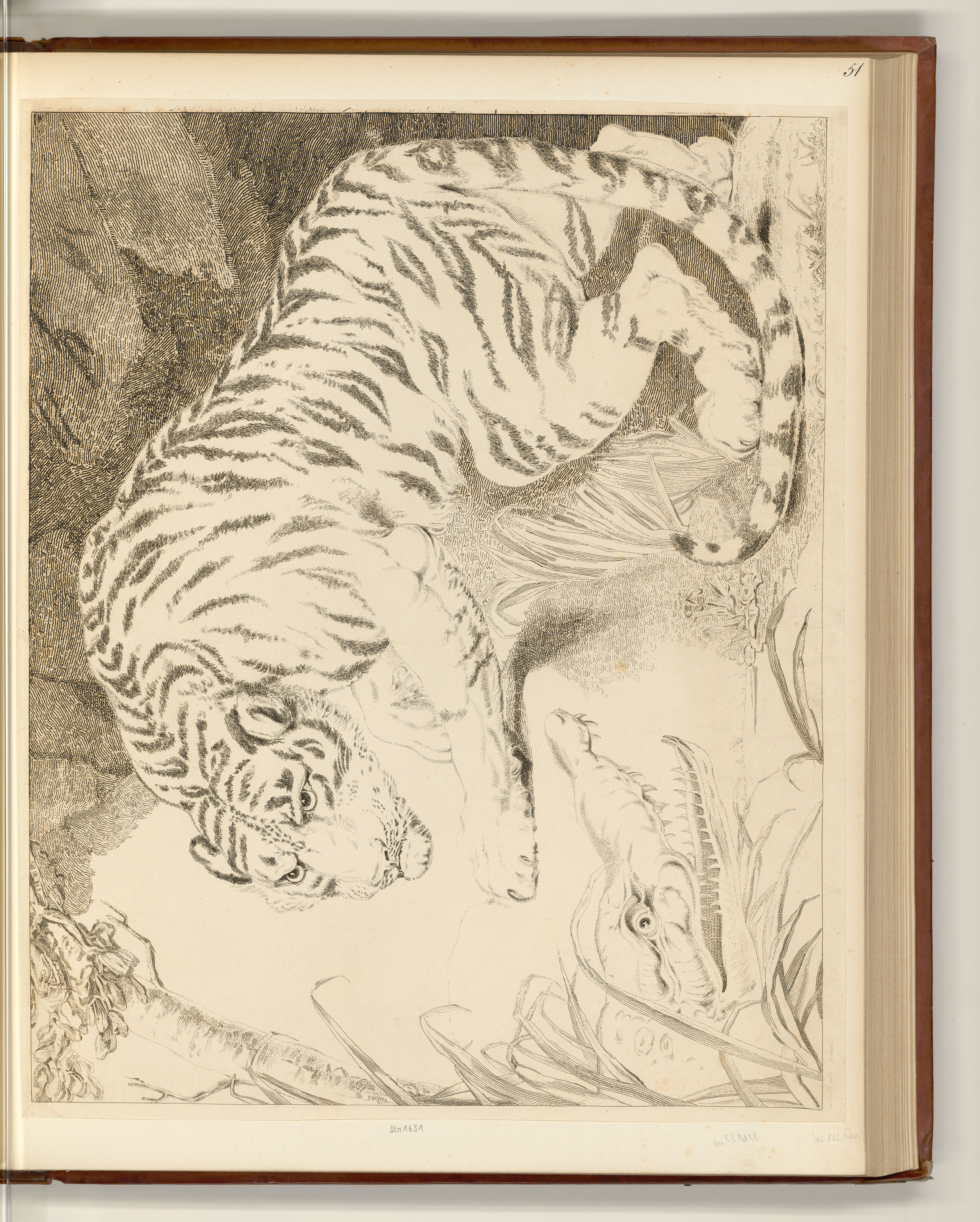Tiger & crocodile