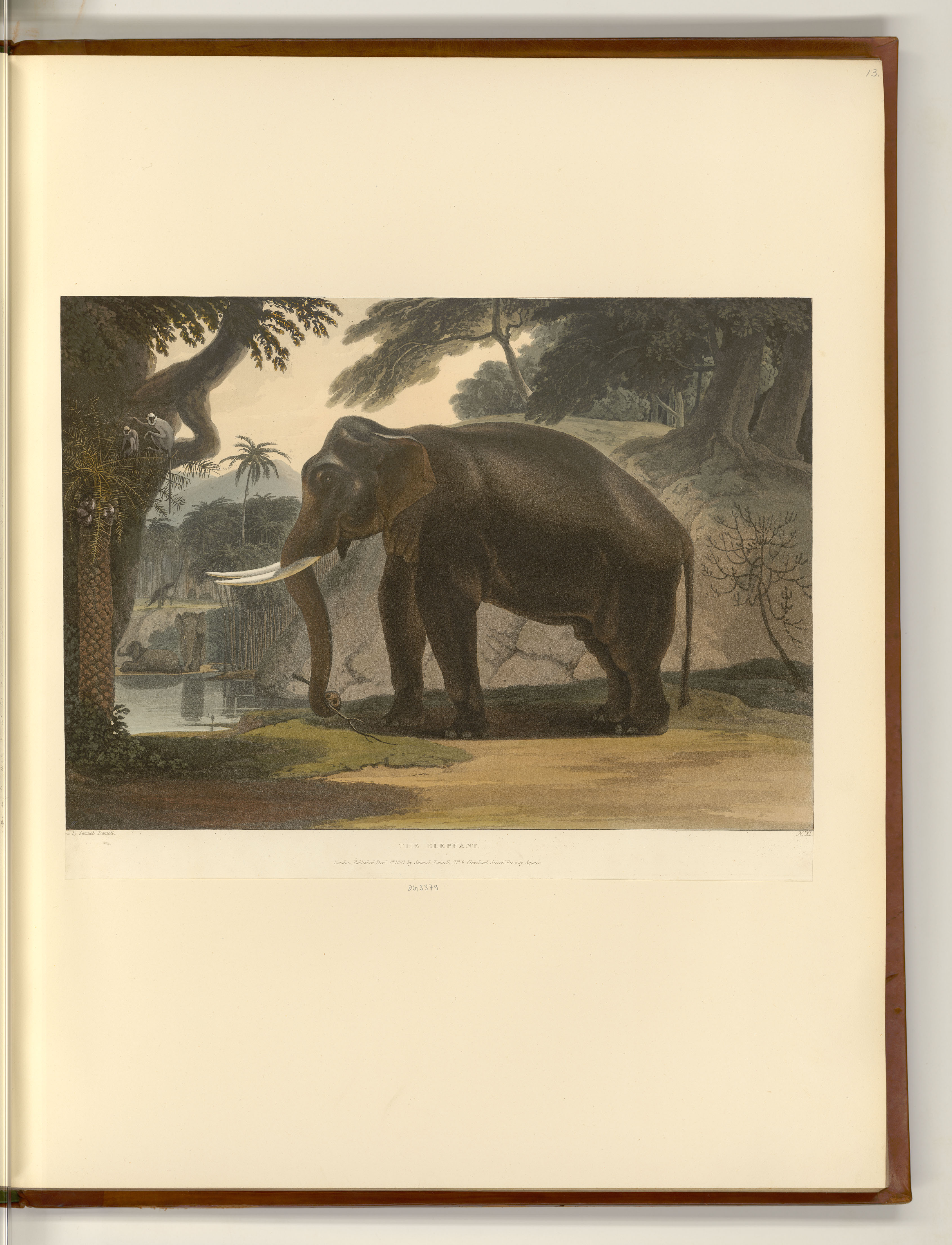 The Elephant