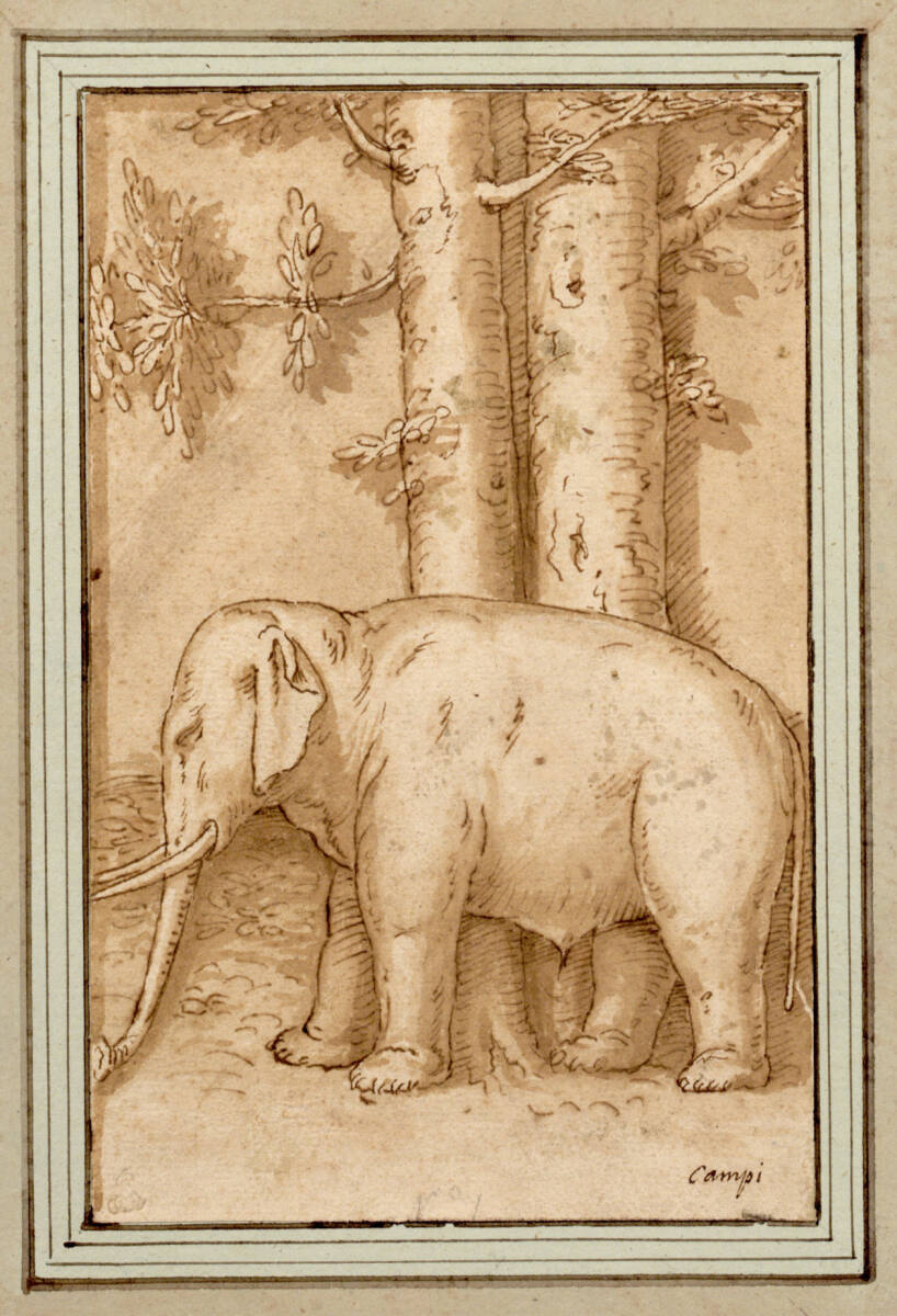 Schlafender Elephant, an zwei Bäume gelehnt