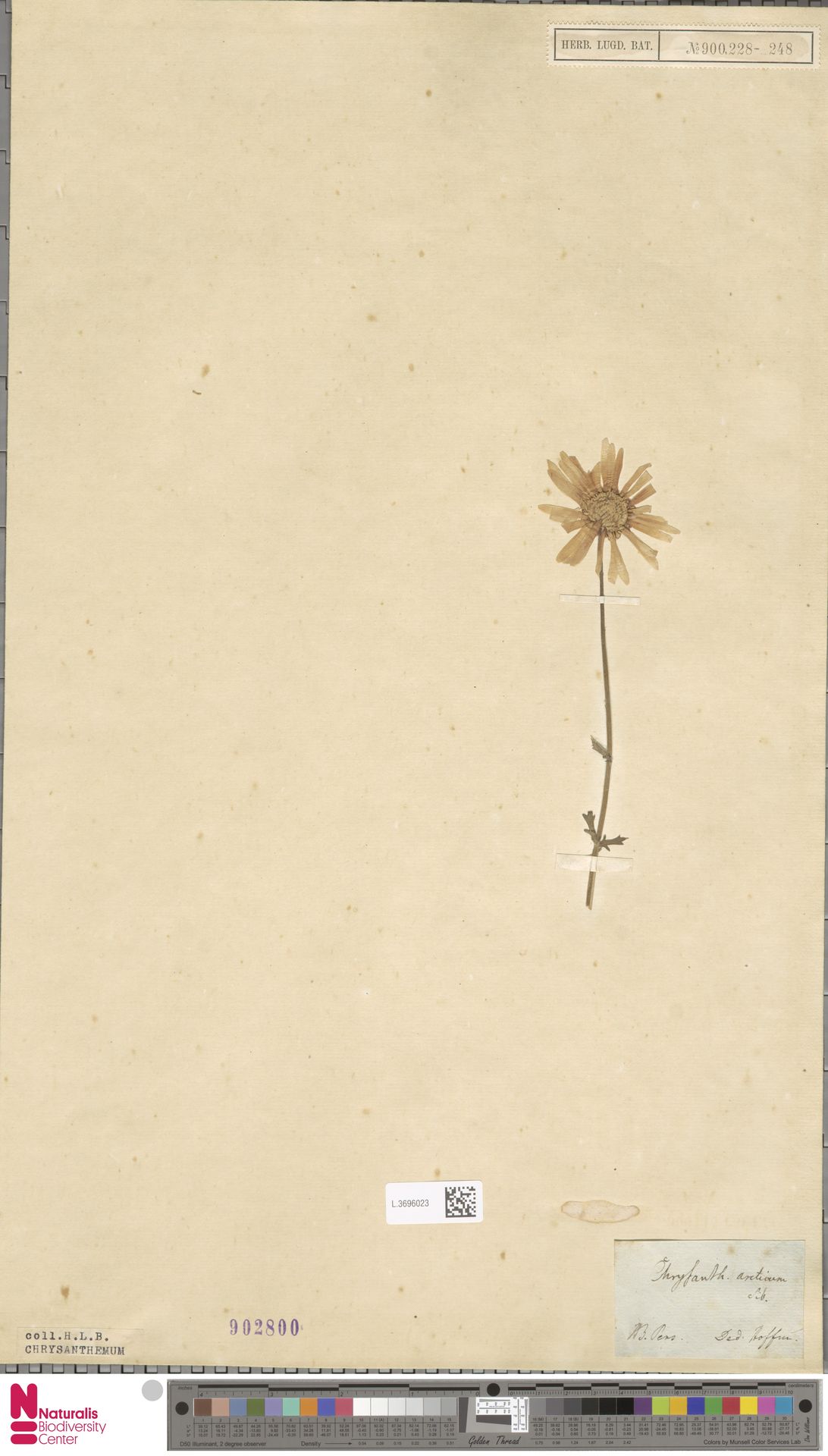 Chrysanthemum