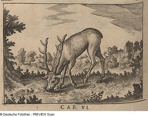 Deer