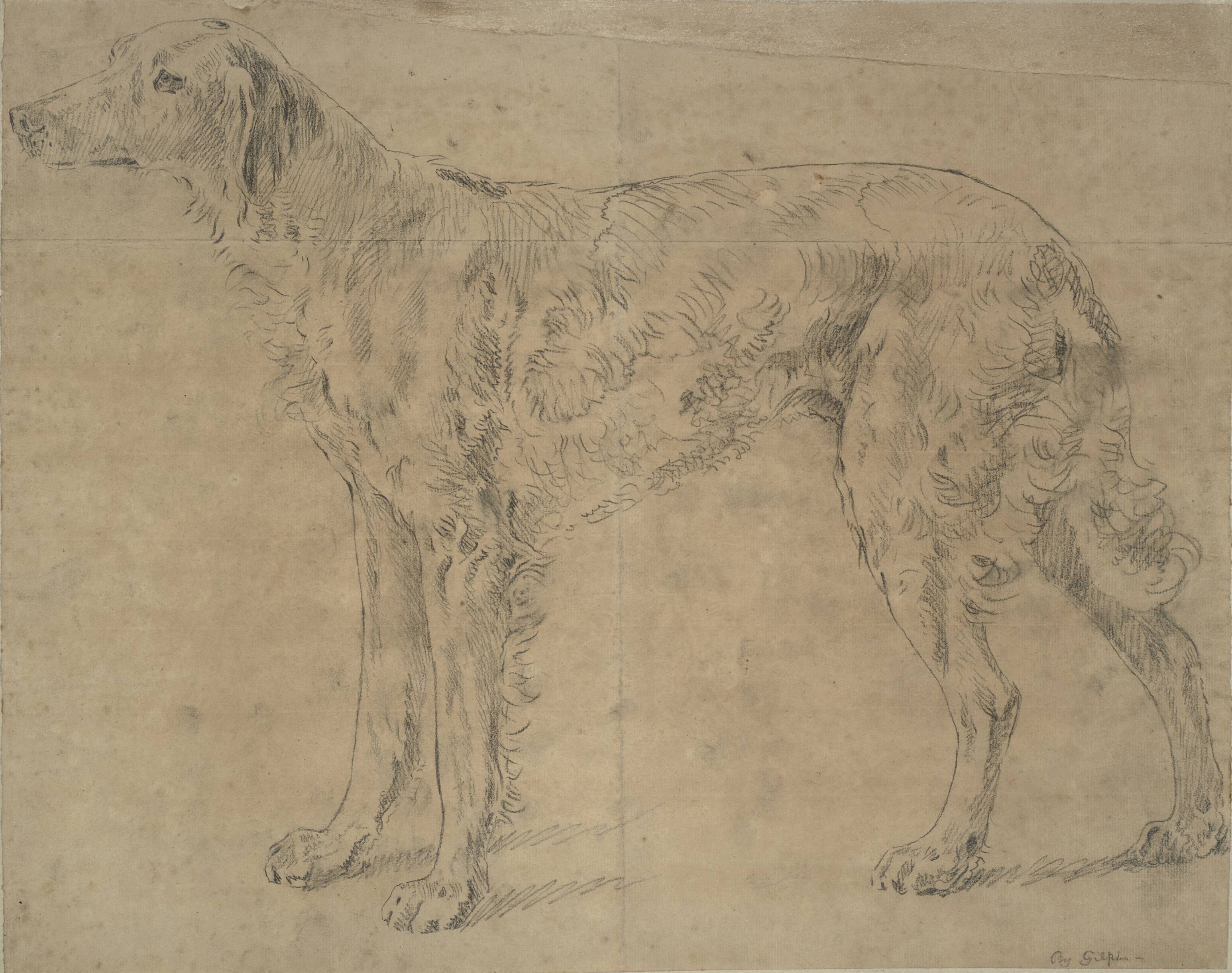 Sporting dog
