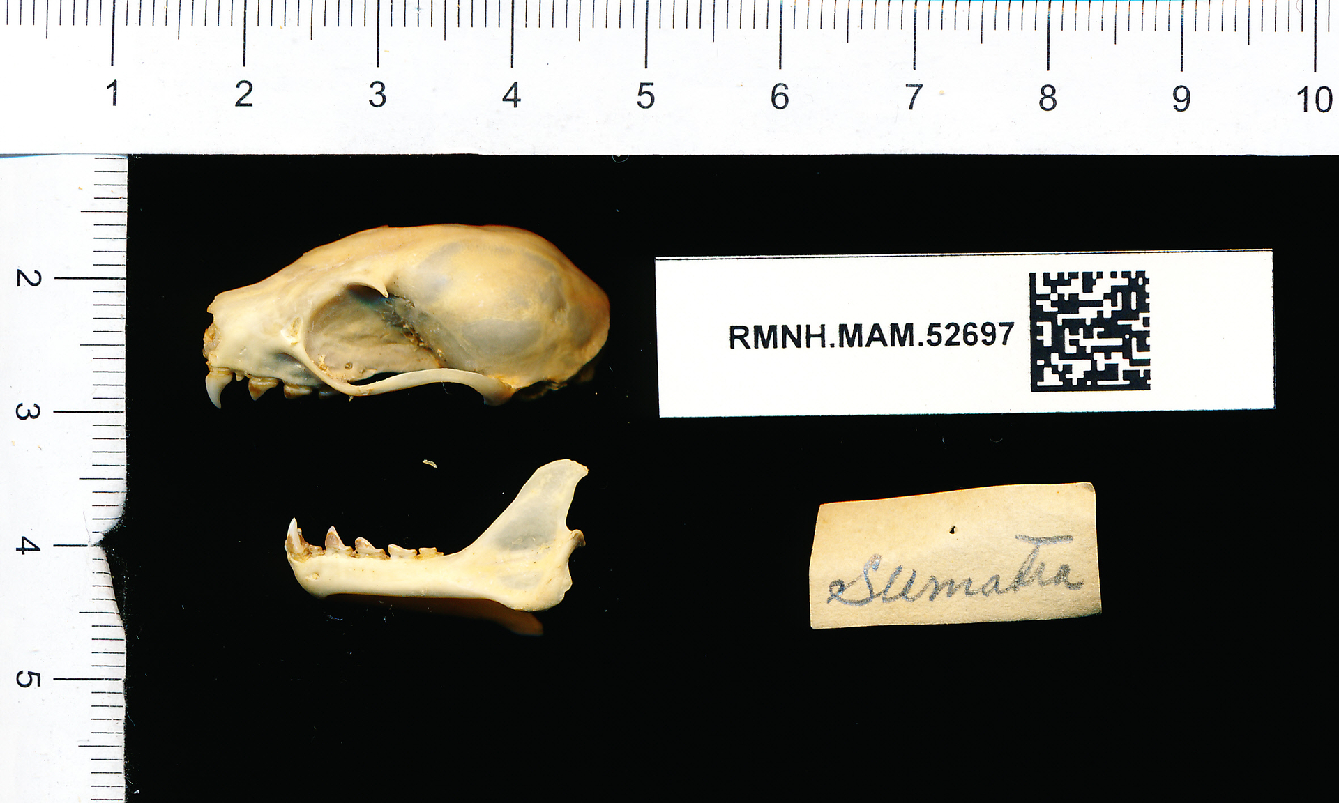 Chiroptera skull
