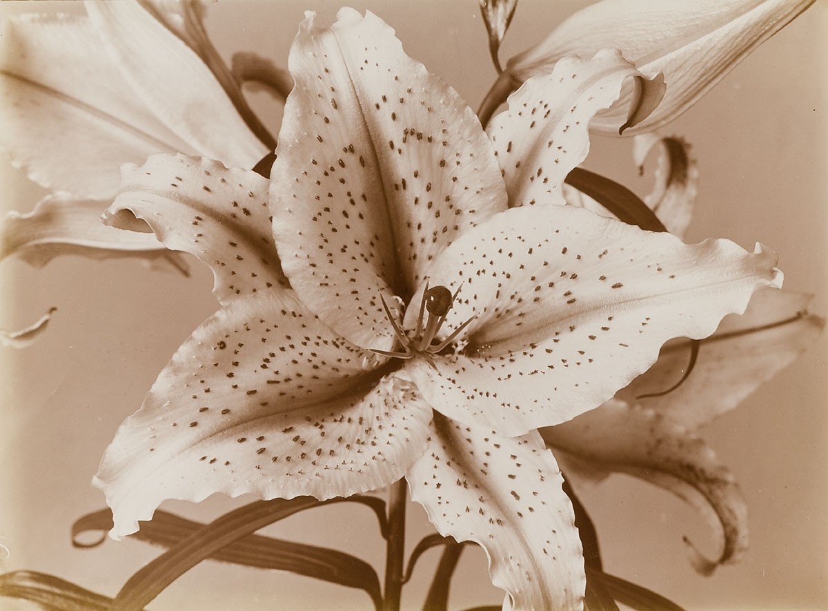 Lily