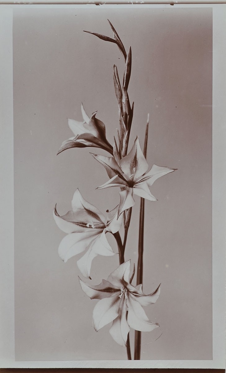 Lily