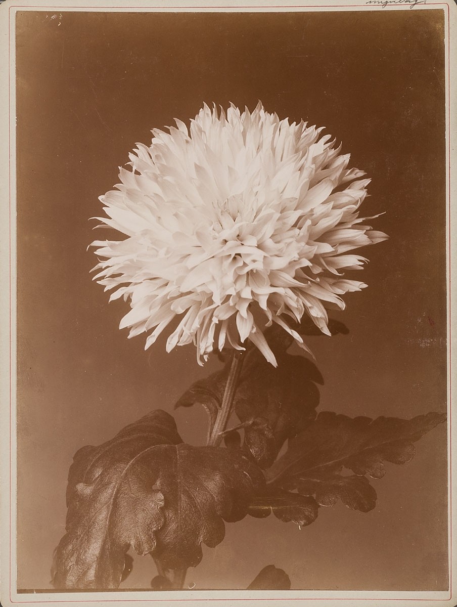 Chrysanthemum