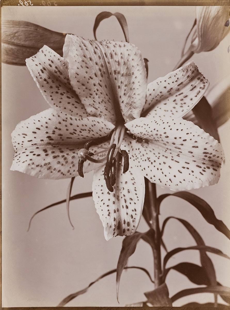 Lily