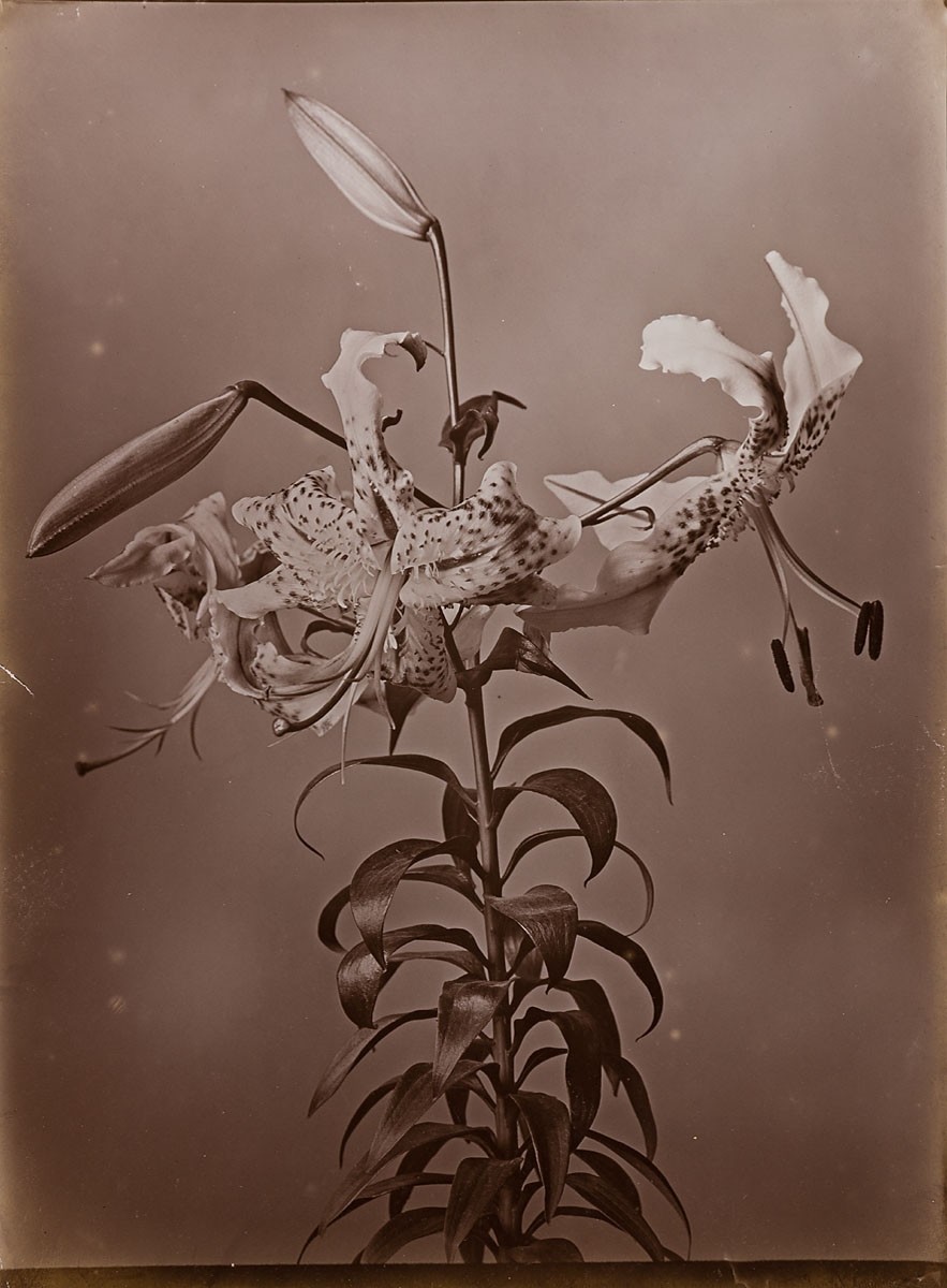 Lily