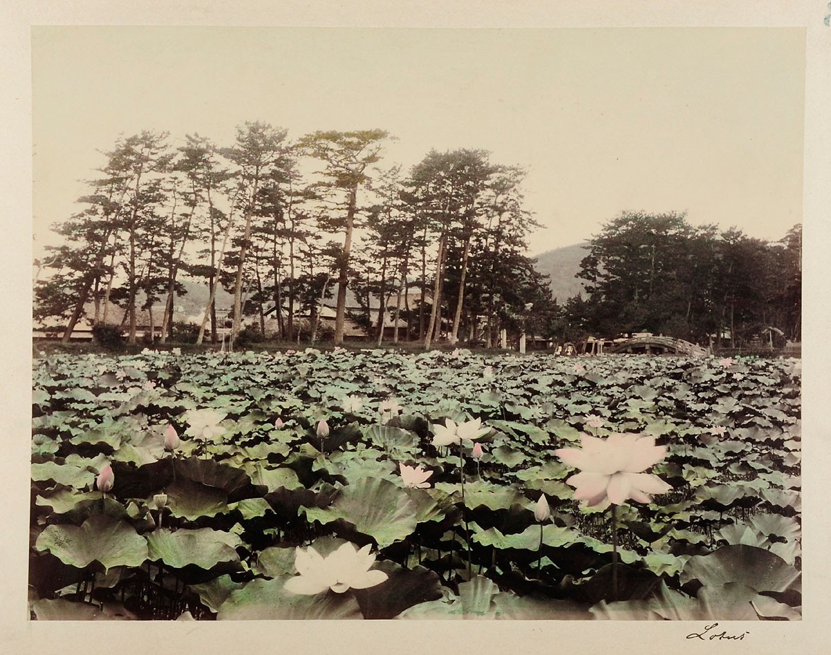 Lotus