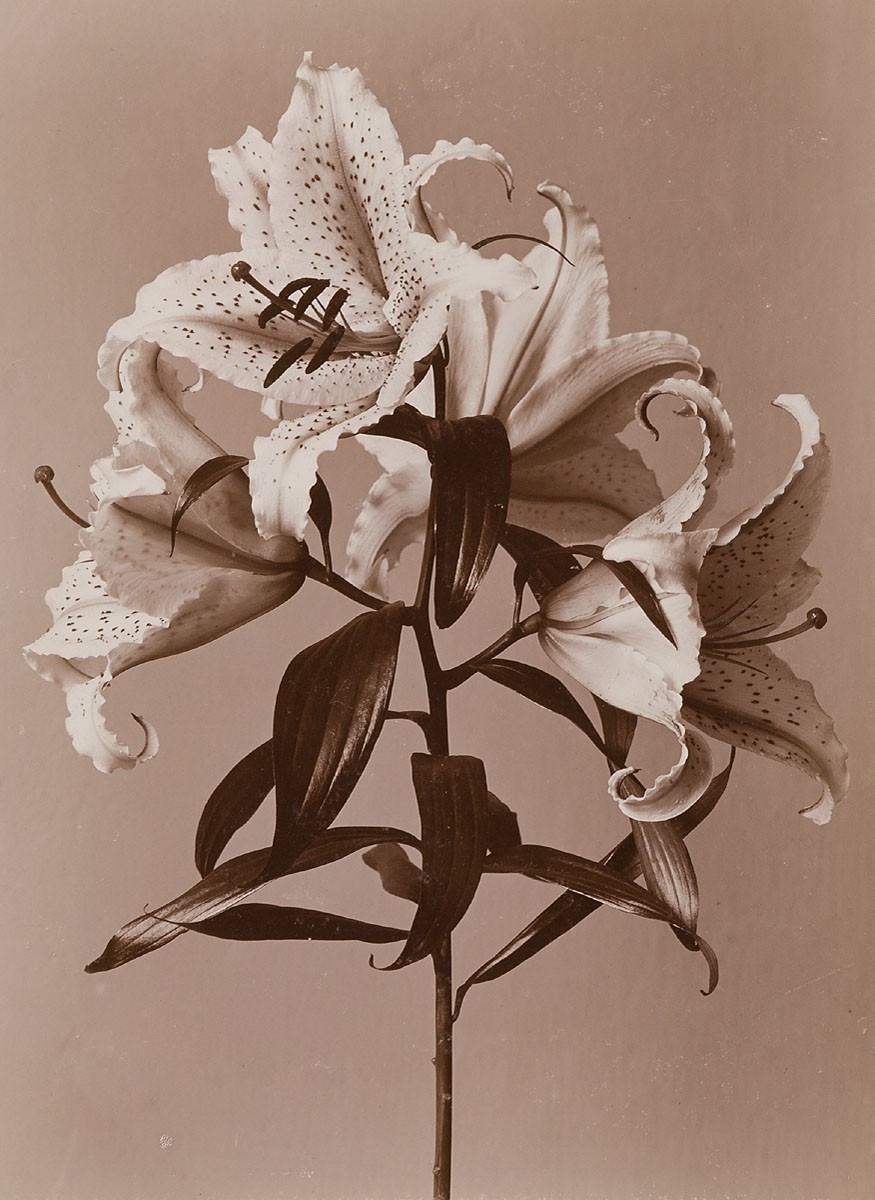 Lily