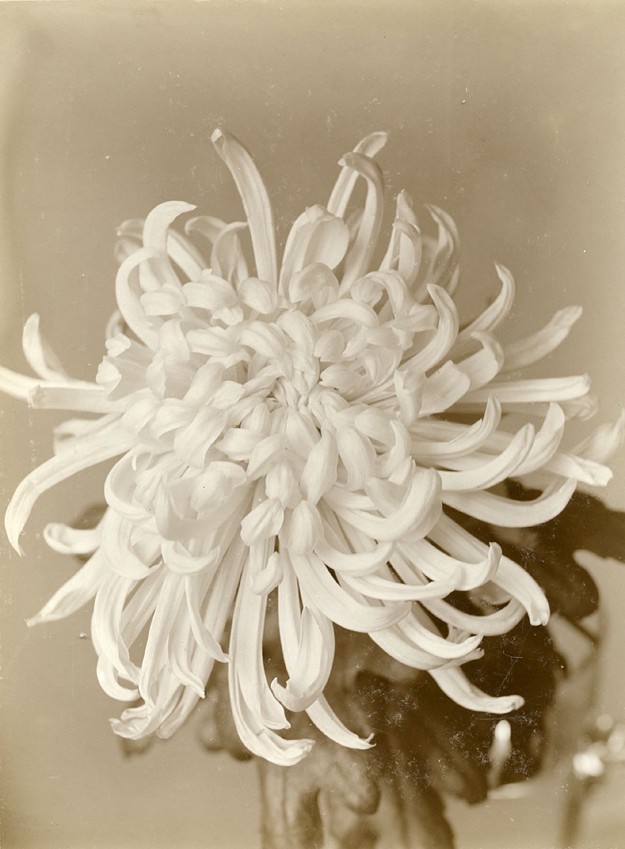 Chrysanthemum