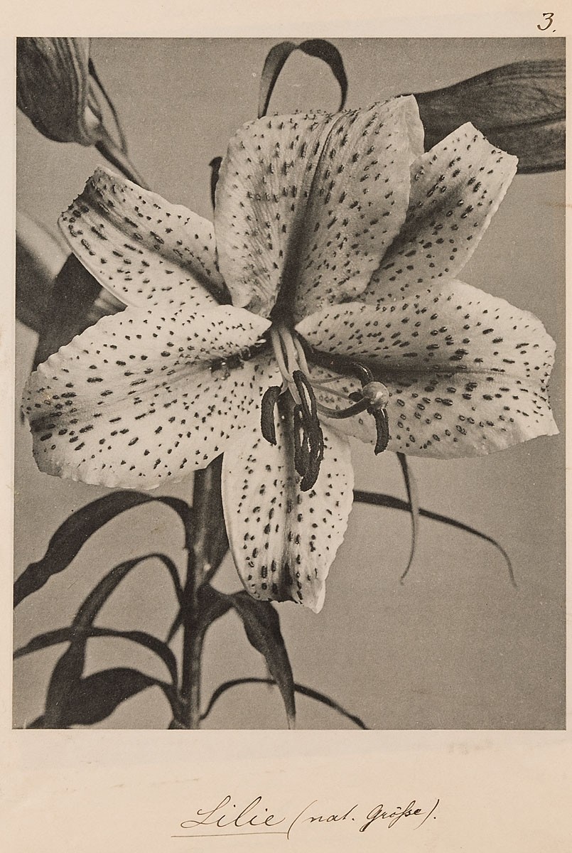 Lily