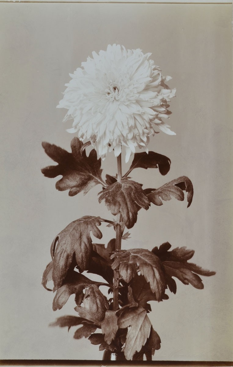Chrysanthemum