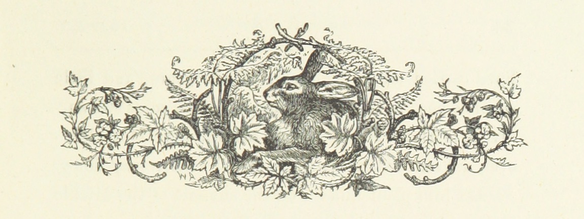 rabbit from "History of Loch Kinnord".