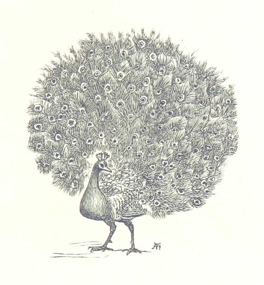 Peacock from "[Sing-Song. A nursery rhyme book. ... With ... illustrations by A. Hughes, etc.]".